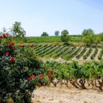 Bodegas Monastasia Duero viñedo de ribera del duero
